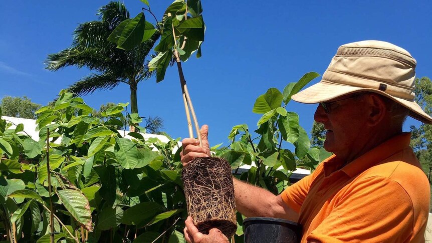 Custard apple farmer Bruce Sloper inspecting the roots on trees he is planting to replace those lost in the cyclone
