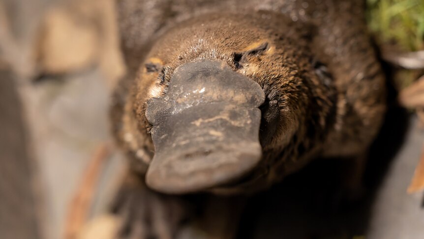 A warm hued close-up image of a platypus' bill, head, torso and front legs.