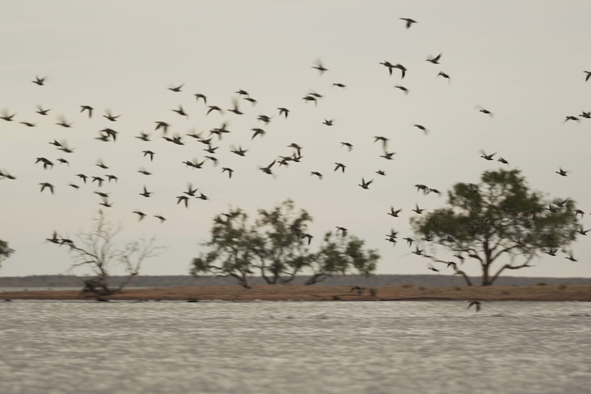 Birds flying over Lake Machattie in Channel Country
