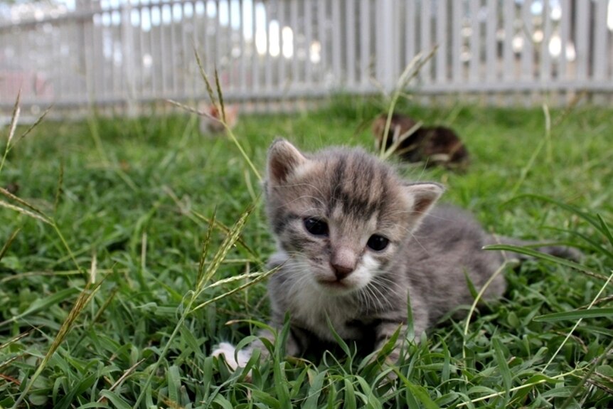 A close up of  a kitten lying on grass with other kittens in the background