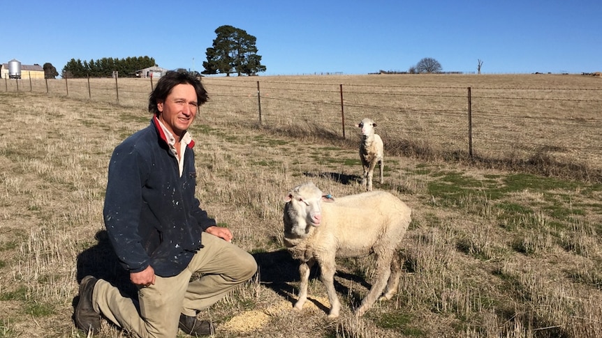 A man in the paddock, next to two lambs