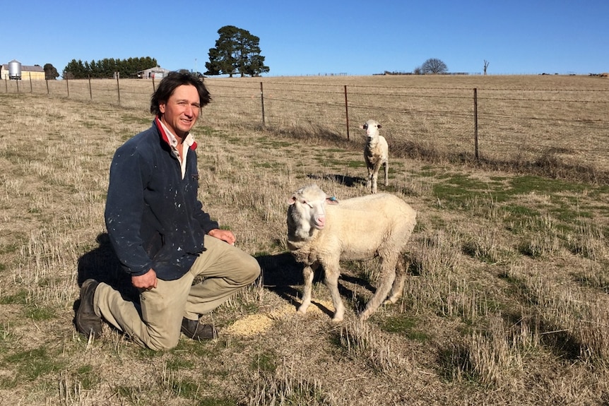 A man in the paddock, next to two lambs.