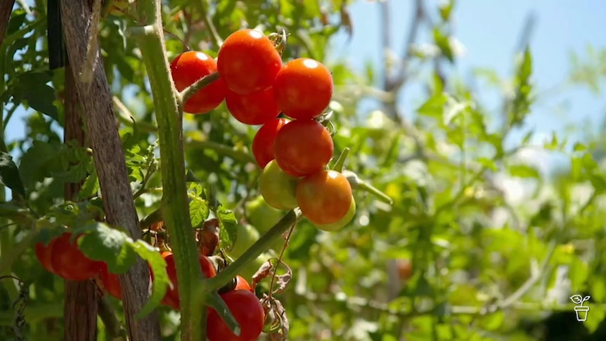 Tomatoes growing on supports in a garden.