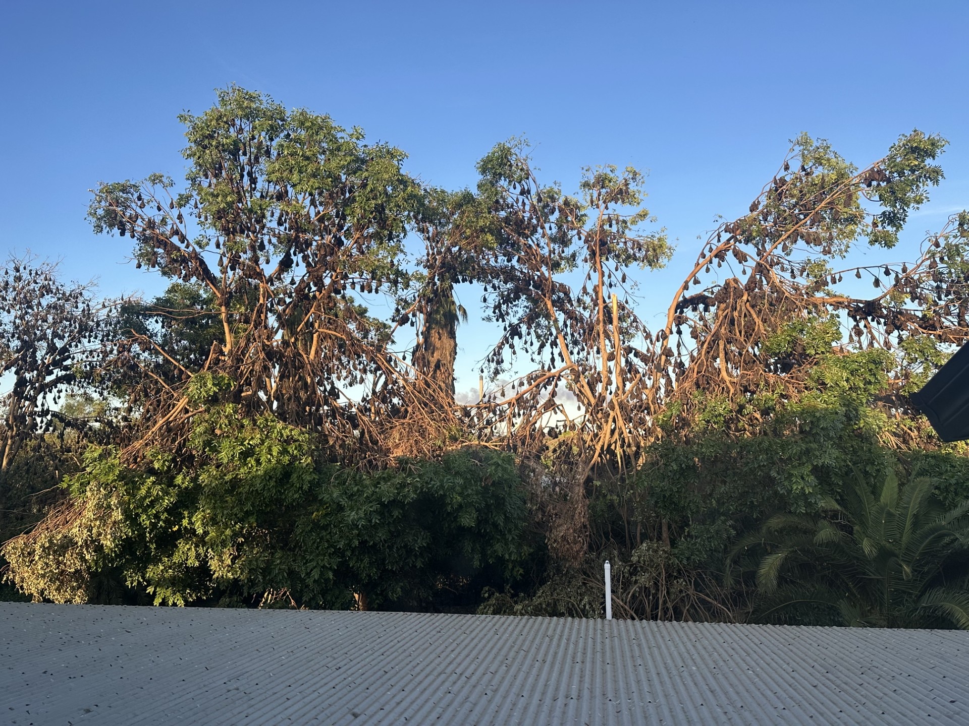 Flying fox influx overruns Mount Isa suburb 'like a cloud coming over'