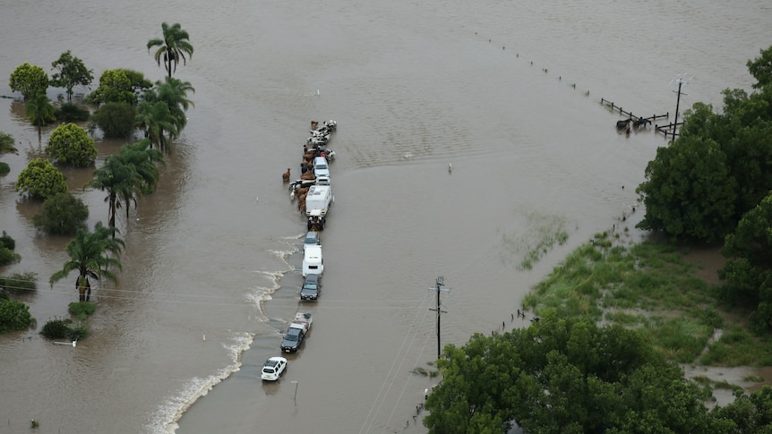 An aerial view shows a line of cars and cows stuck in floodwaters on a covered road.