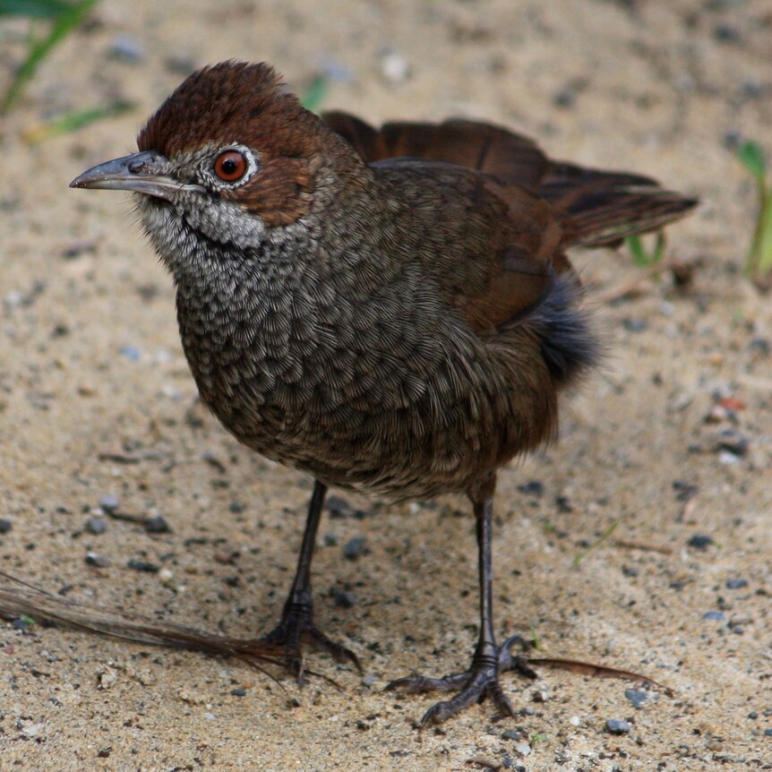 A small brown bird standing on sandy soil