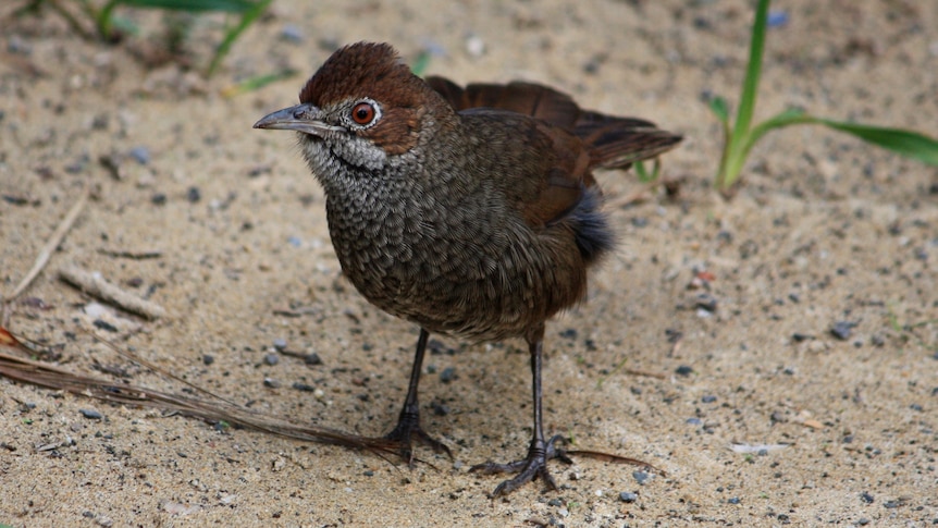 A small brown bird standing on sandy soil