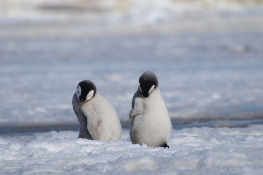 Two young fluffy penguin chicks standing in the snow, snuggling into their feathers with their beaks.