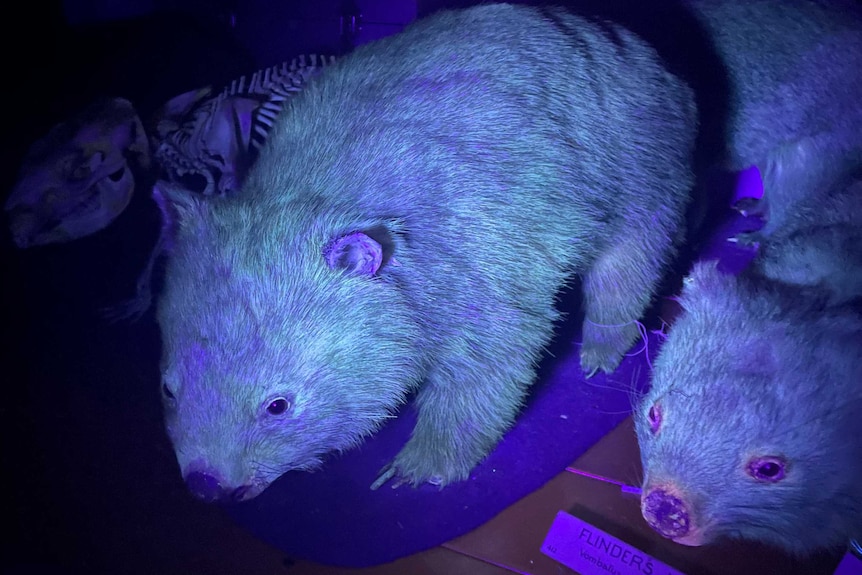 Photo of two wombat specimens glowing blue under a UV light. Tag reads Flinders Island Wombats