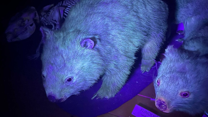 Photo of two wombat specimens glowing blue under a UV light. Tag reads Flinders Island Wombats