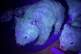 Photo of two wombat specimens glowing blue under a UV light. Tag reads Flinders Island Wombats