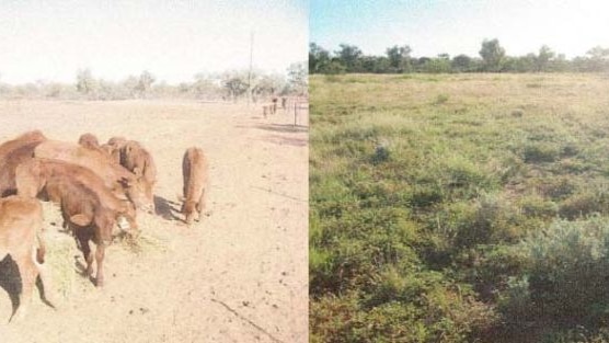 Land regeneration - with the help of rain.