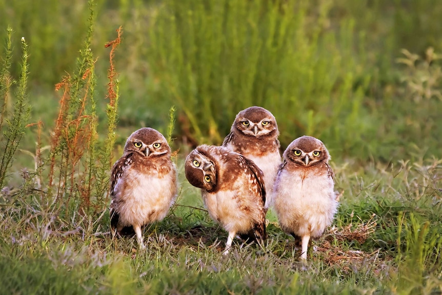 Four owls stare at the camera.