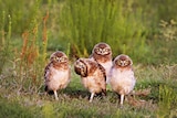 Four owls stare at the camera.