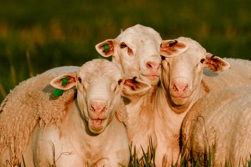 Three sheep frolic in the bright green grass