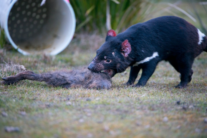 Tasmanian devil feeding on dead wildlife 
