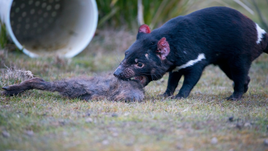Tasmanian devils ‘expert’ eaters who may develop food preferences when young, researchers find