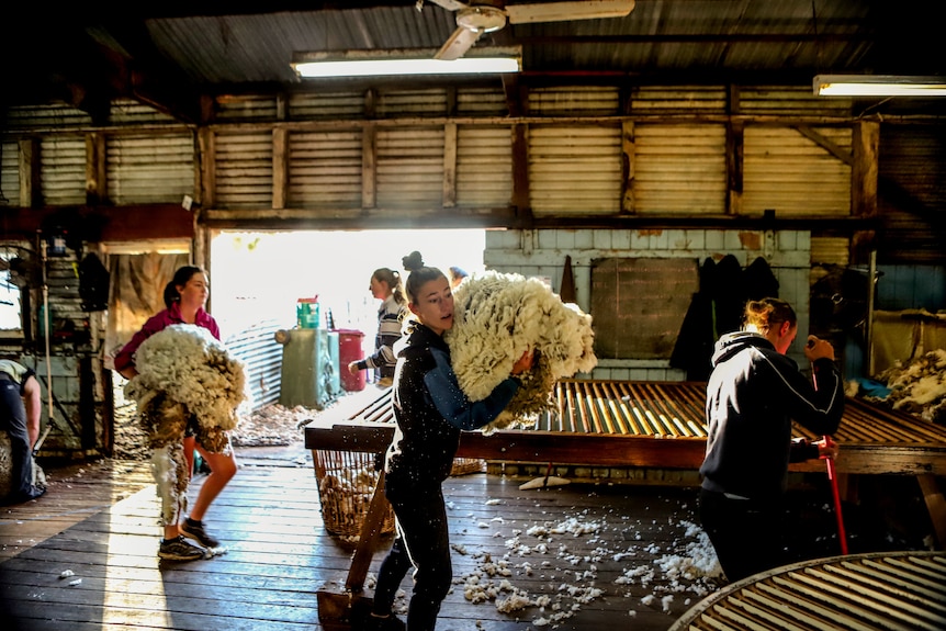 Four women move about a  woolshed carrying wool around wooden tables with light streaming in from outside