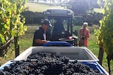 Grape harvest at Panton Wines, Mornington Peninsula