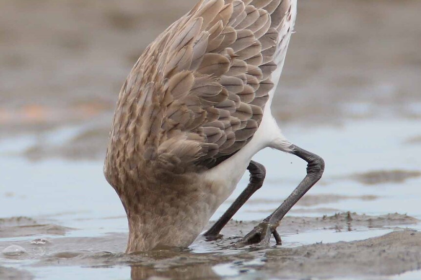 A bird with its head in the sand.