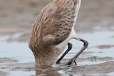 A bird with its head in the sand.