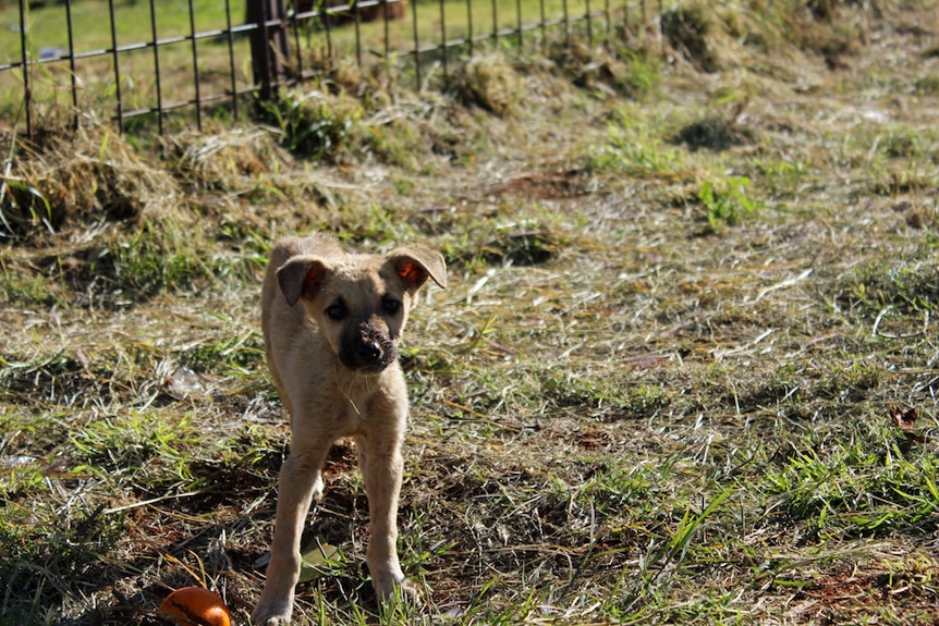 A beige puppy standing in green grass eating a discarded orange.