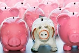 One white piggy bank surrounded by rows and rows of pink piggy banks.