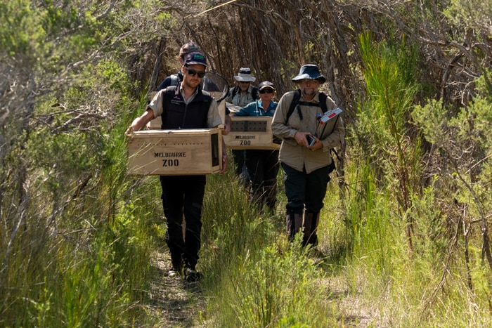 A team of people holding crates walk through shrubbery.