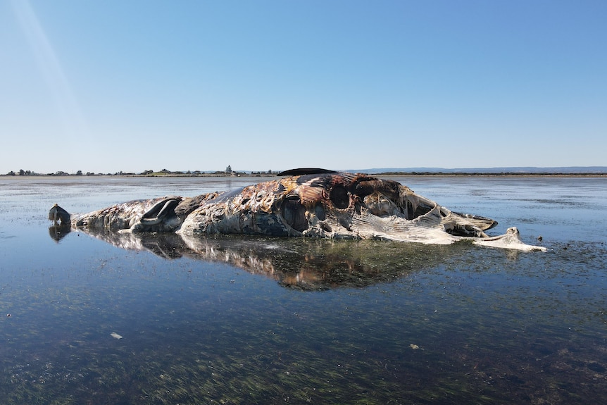 The decomposing carcass of a humpback whale.