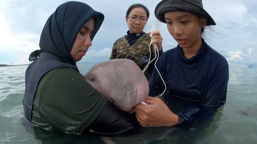 Two women hold a baby dugong in the water while another holds a bottle of milk