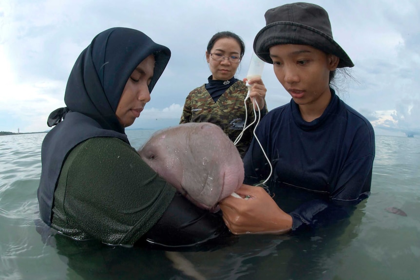 Two women hold a baby dugong in the water while another holds a bottle of milk