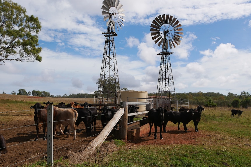 A windmill, cattle, and flat plain.