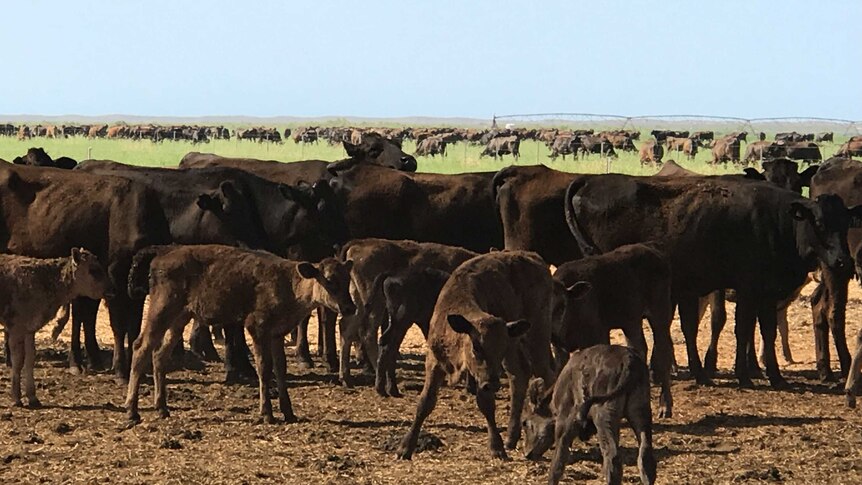 Cattle gather on pardoo station.