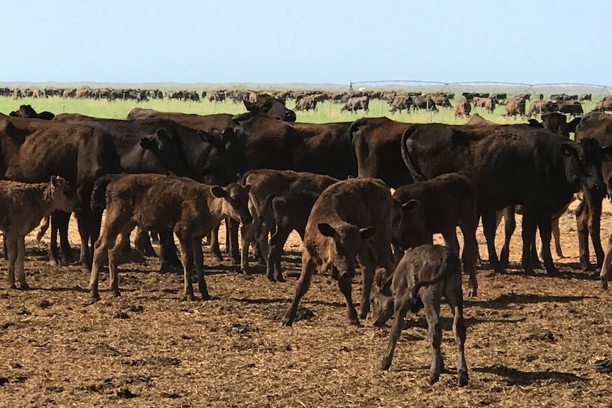 Cattle gather on pardoo station.