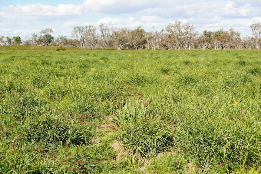 Thick green grass on a cattle property.