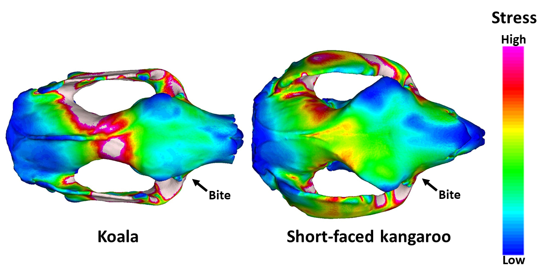 Comparison of stress on koala and short-faced kangaroo skulls