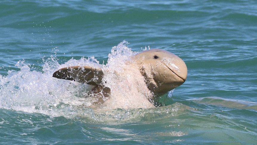 An Australian snubfin dolphin found living in the Kikori delta. It is hopping out of the water and the water is splashing.