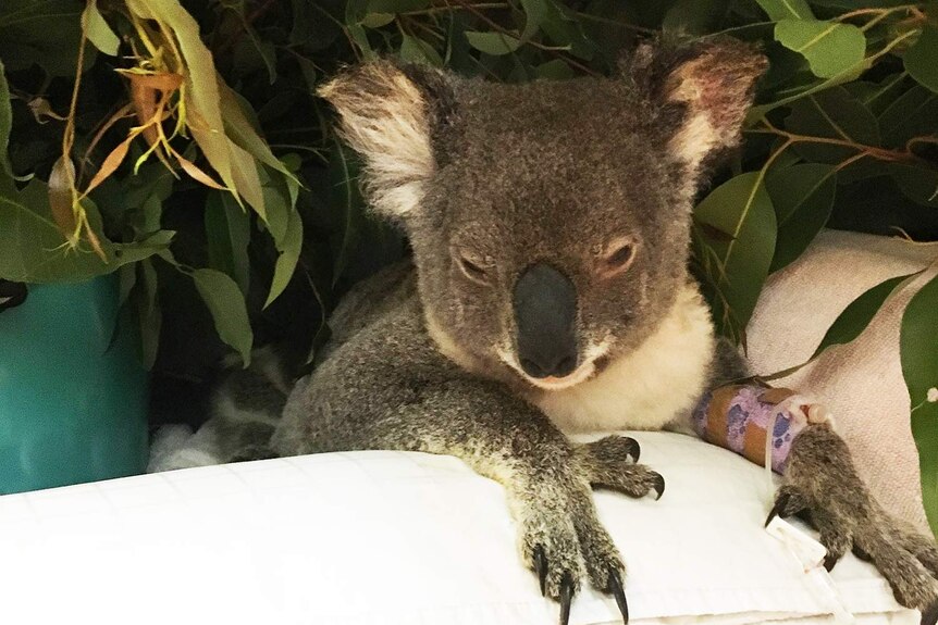 Aisling the injured koala in hospital with a cast on her arm.