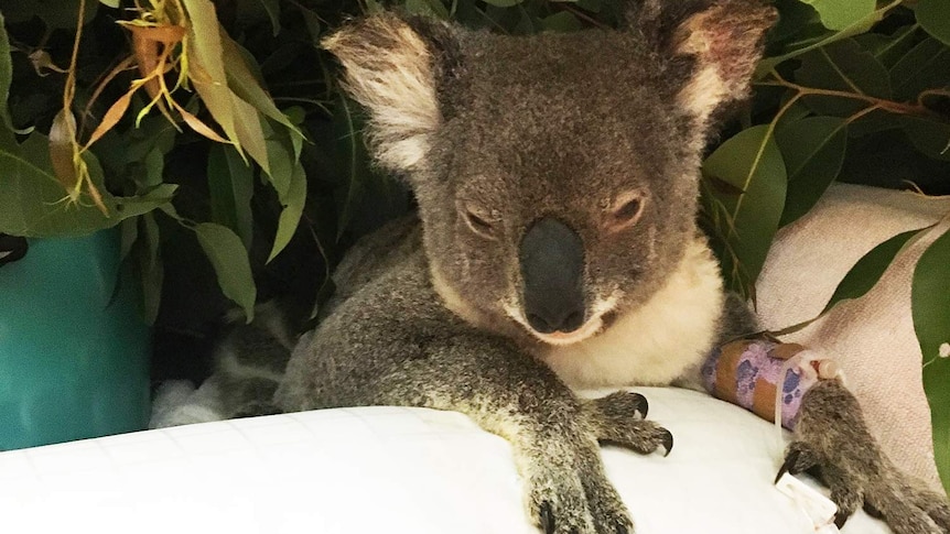 Aisling the injured koala in hospital with a cast on her arm.