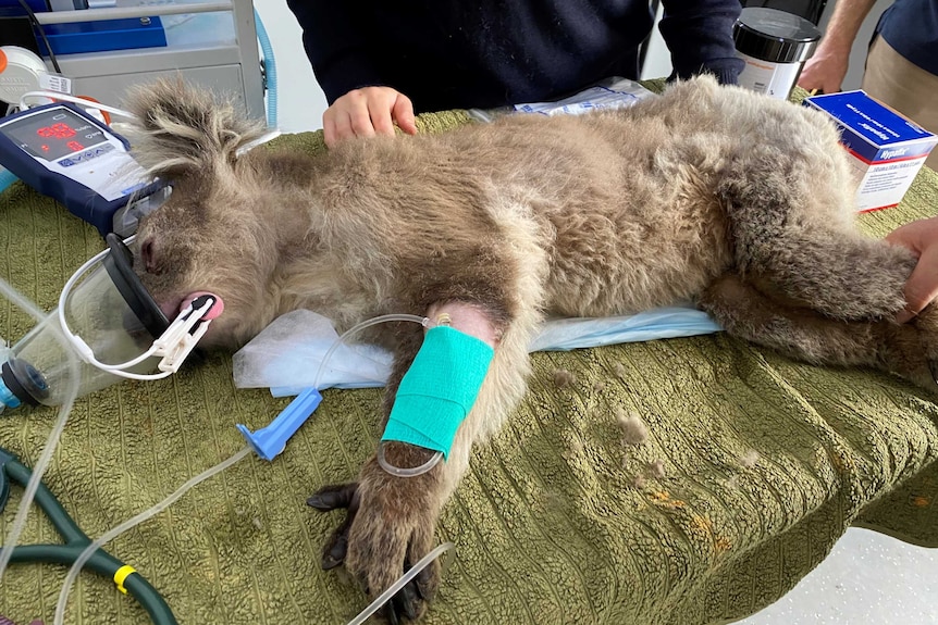 A burnt koala lying on a table with tubes attached and a breathing apparatus