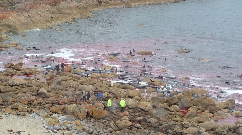 At least 80 whales all dead after being beached on a rocky stretch of Sandy Cape in Tasmania, Novemb