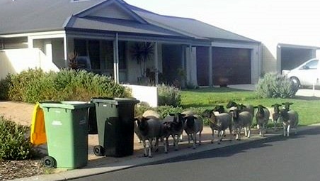Sheep flock to suburban street