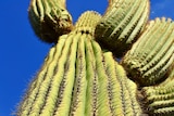 A cactus plant set against a blue sky
