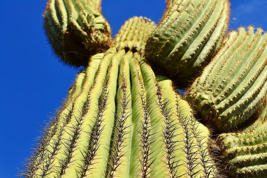 A cactus plant set against a blue sky