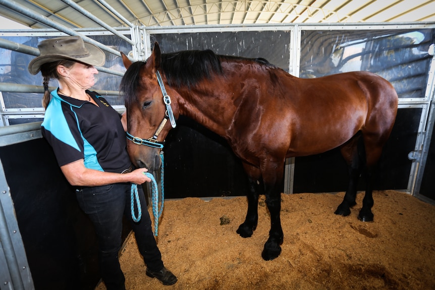 A trainer in a stall with a rich brown-coloured Cleveland Bay.