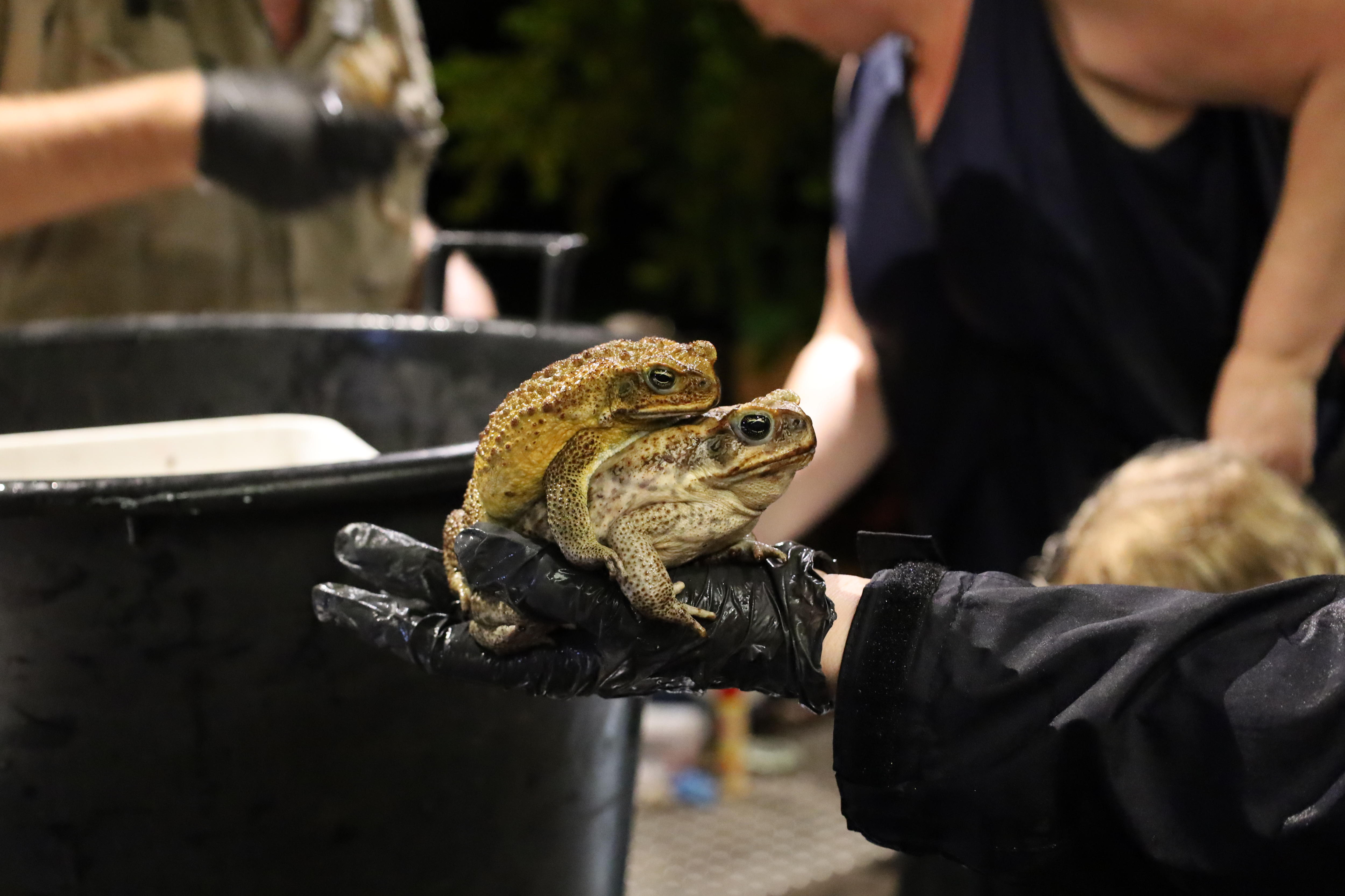 Uma pessoa usando luvas nas mãos segura dois sapos-cururus.