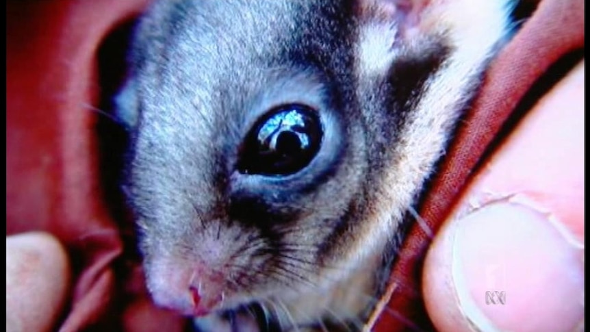 Bob Brown said the Victorian Government is supporting the destruction of the possum's habitat.