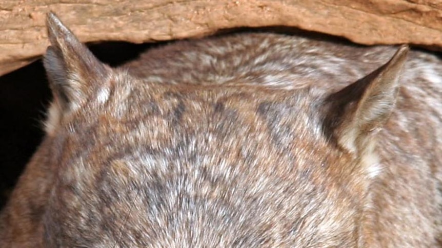 A hairy nosed wombat peers from its burrow