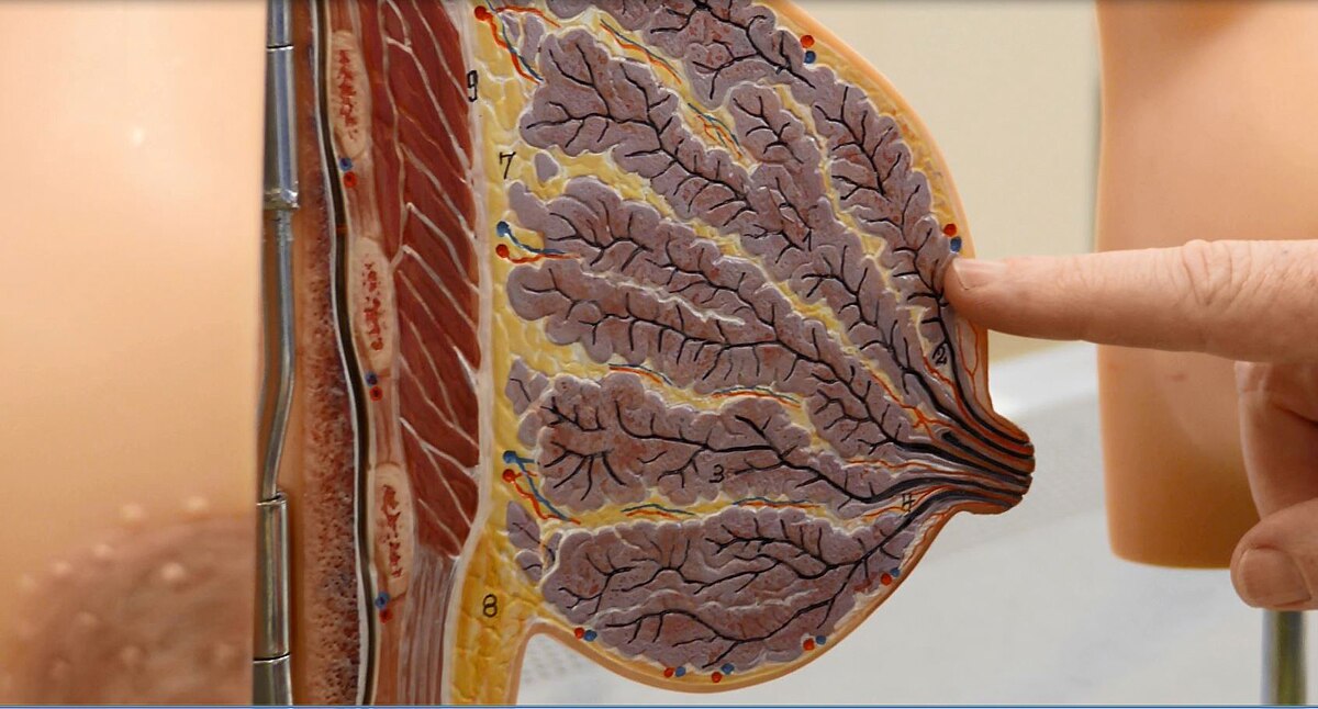 Breast anatomy research by dissection technician Katie Gaskin has far