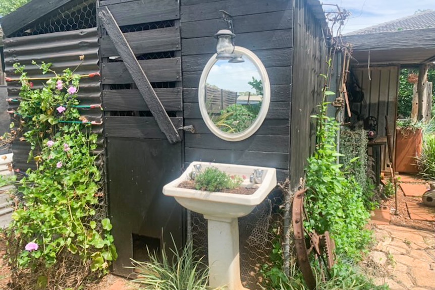 A black timber chicken coop is seen on a sunny day with an old sink and mirror in front of it with plants inside.